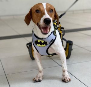 Imagem da notícia - Cão com deficiência é adotado pela Sejusc para integrar atividades com crianças